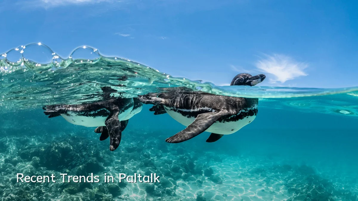 Recent Trends in Paltalk