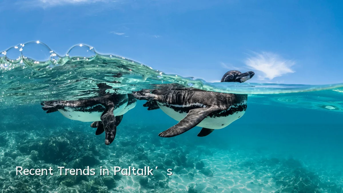 Recent Trends in Paltalk’s