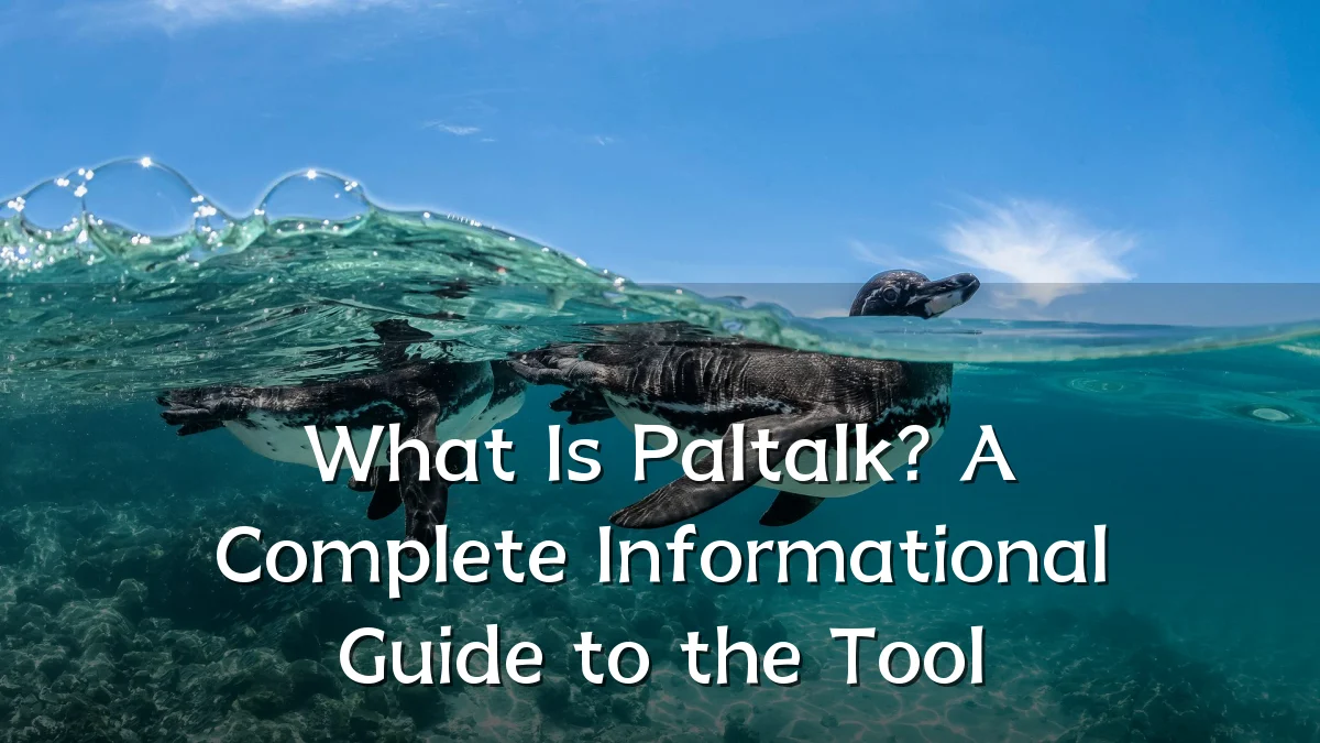 What Is Paltalk? A Complete Informational Guide to the Tool